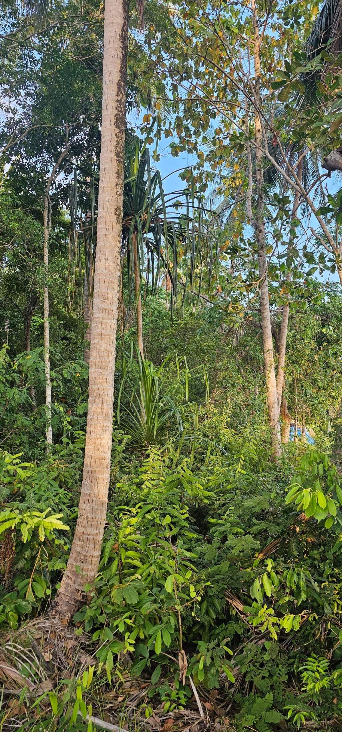 1600 SQM LAND HING KONG TOP HILL IS FOR SALE 6.5MB