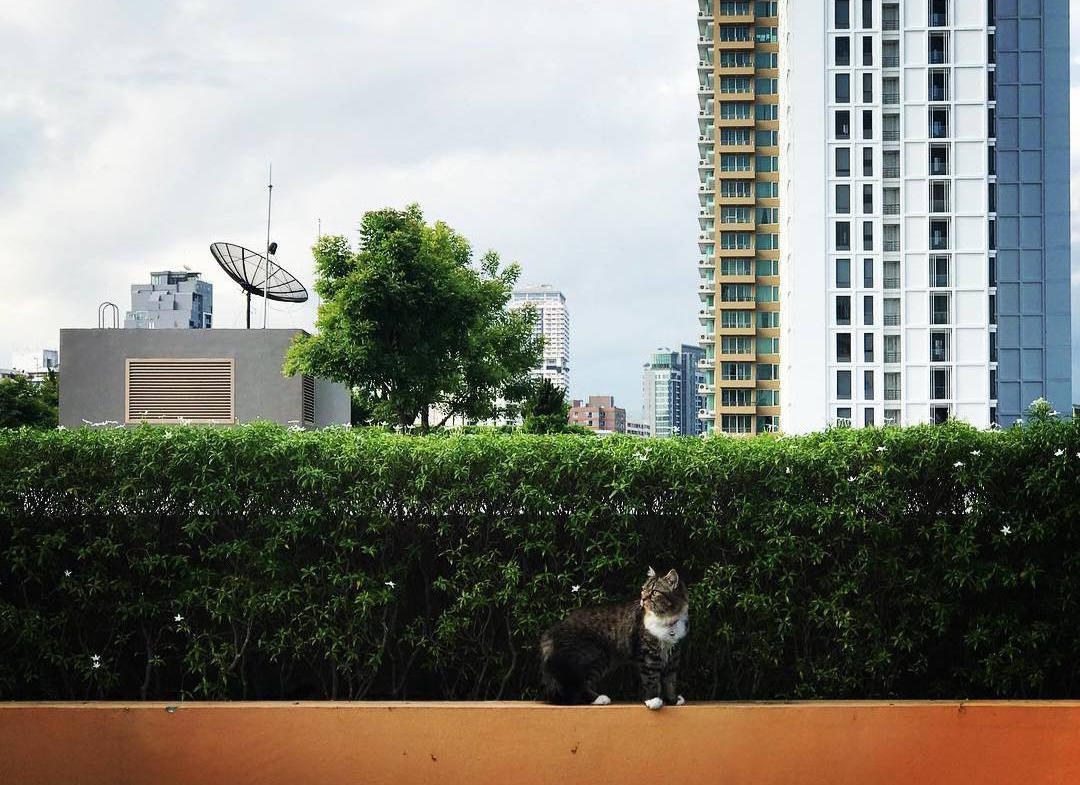 Pet-friendly 1 bed condo at Maestro 39 near BTS Phrom Phong. Fully furnished, peaceful corner unit with top facilities. Ready to move in!