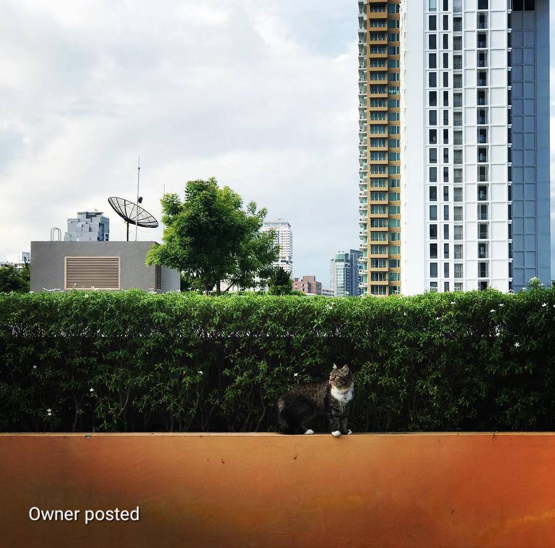 Pet-friendly 1 bed condo at Maestro 39 near BTS Phrom Phong. Fully furnished, peaceful corner unit with top facilities. Ready to move in!